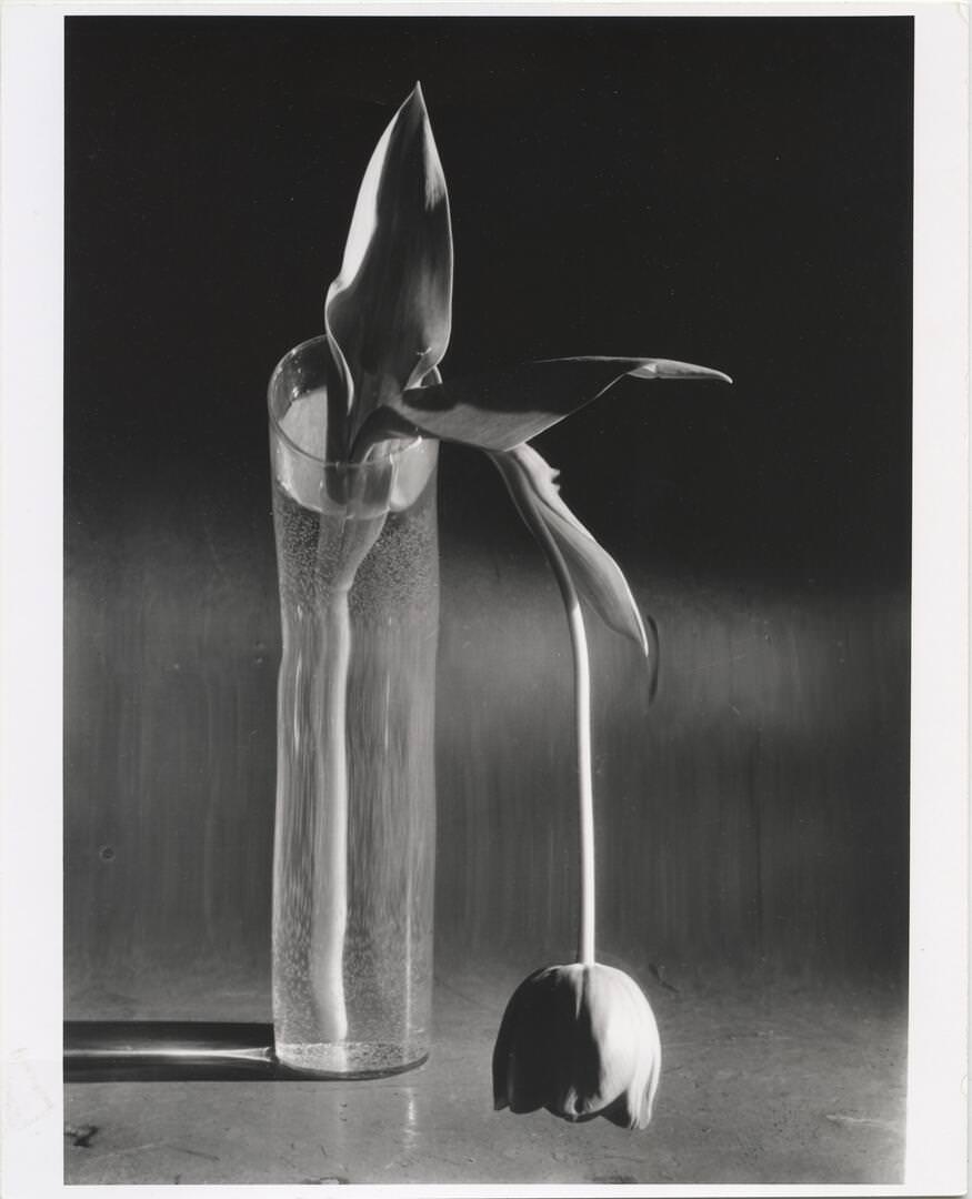 André Kertész - Melankolikus tulipán, 1939 © André Kertész Emlékmúzeum tulajdona, Szigetbecse 