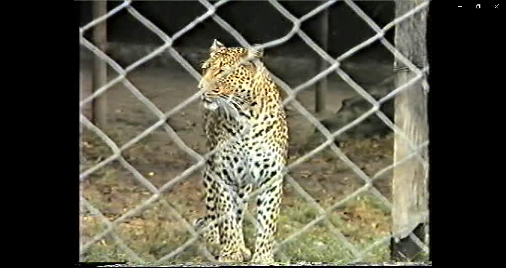 Szász Lilla: Safari,1986-2022