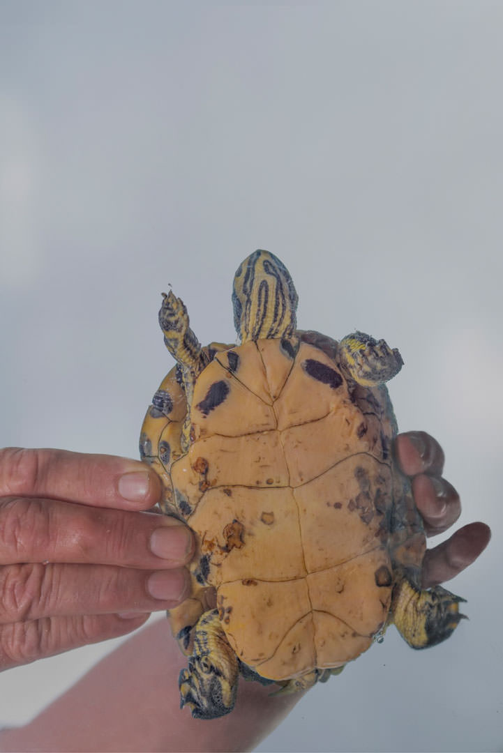 Spanyár Judit: Durrell-katalógus, 2022