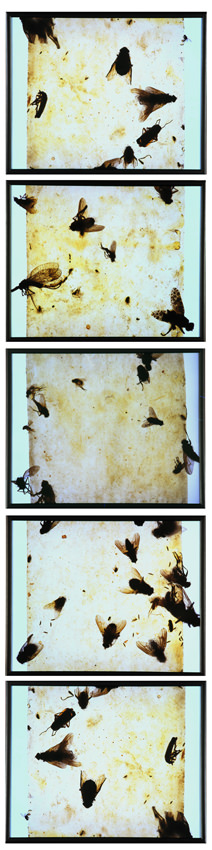 Bozsó András: Legyek, részlet a sorozatból, 1994 © Bozsó András