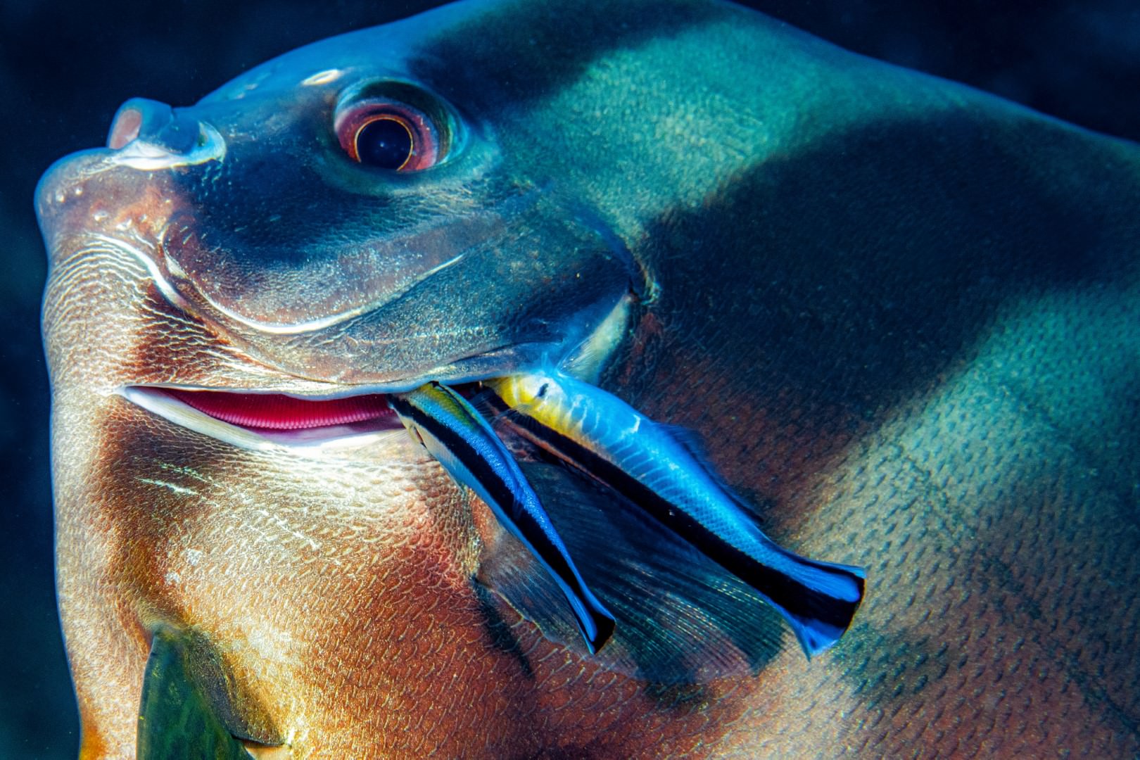 Tisztogatóhalak, Maldív sz., 2022.
