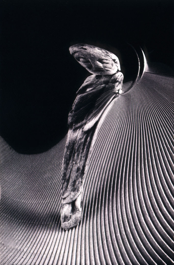 Herendi Péter: Homage Kertész (1997)