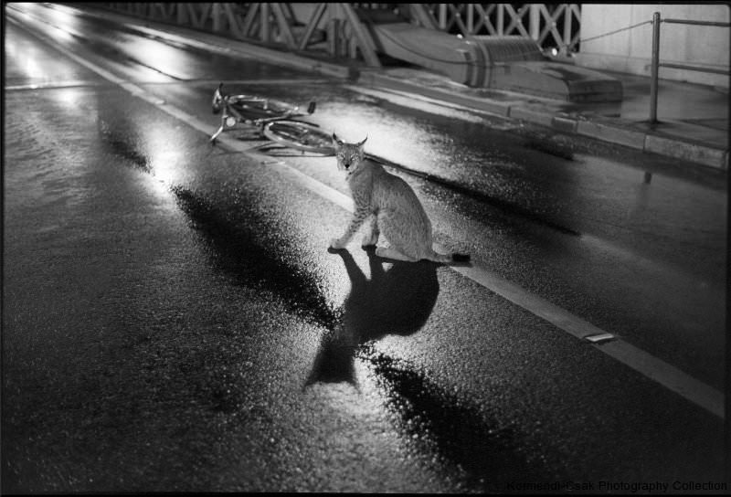 © Szilágyi Lenke