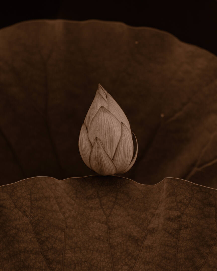Emese Tóthova - Postcards I Have Never Sent