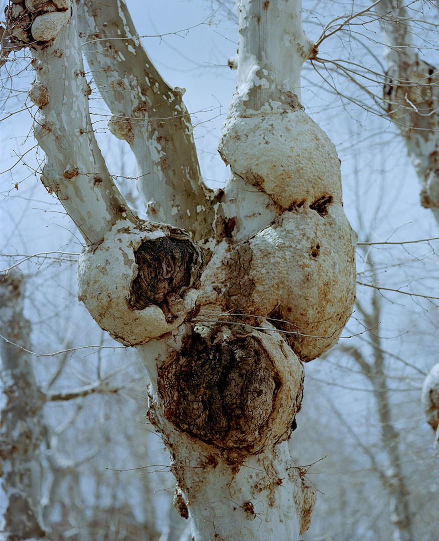 Turós Balázs: The Nature Of Things, részlet a sorozatból | from the series © Turós Balázs 