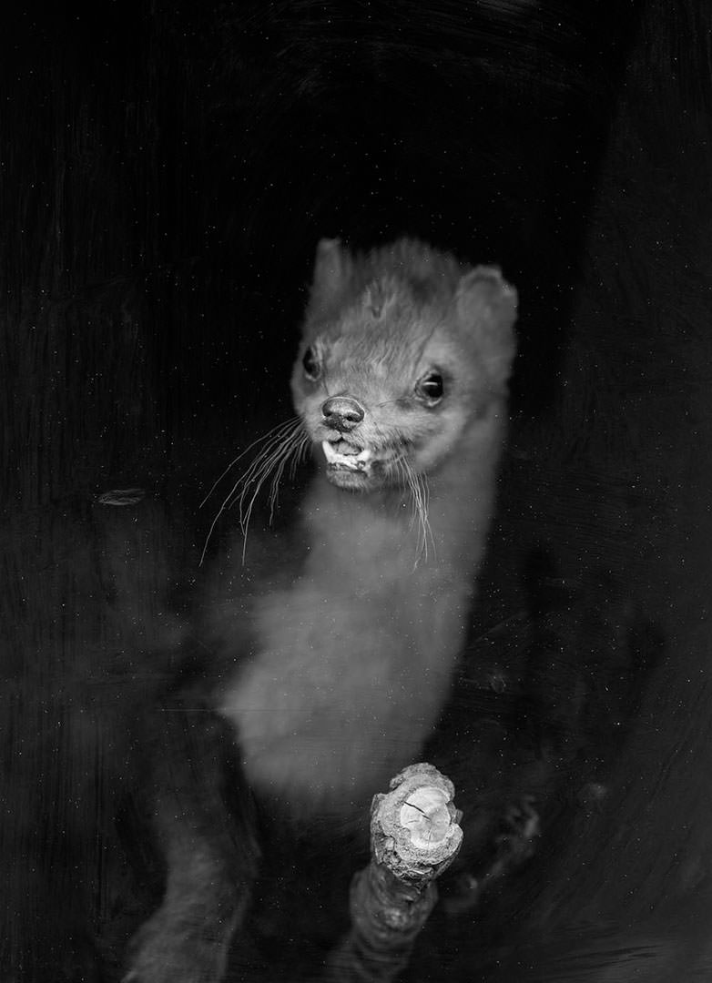Hodosy Enikő: Animalia variabilis, 2016 © Hodosy Enikő