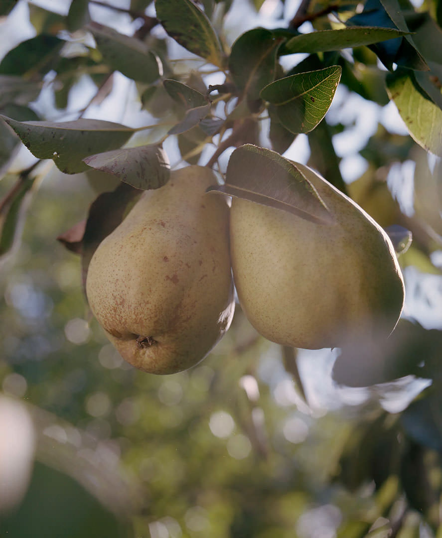 5. LADOCSI András: Két körte / Two pears