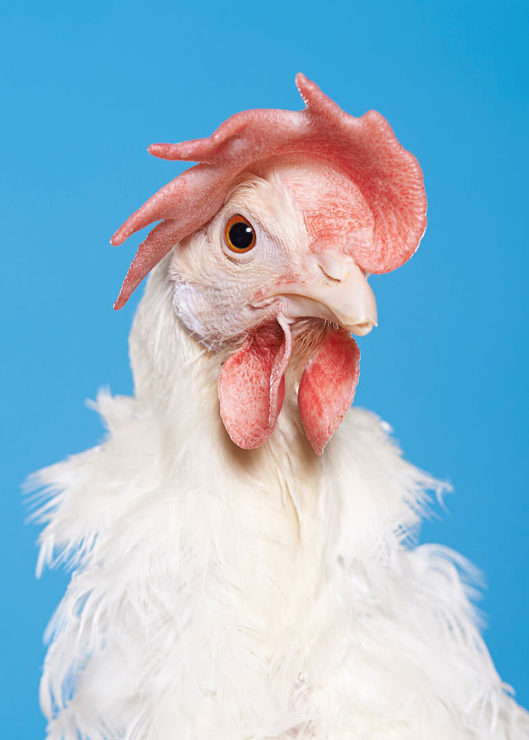 SZALAI Dániel: Chicken 4304 (from the project Novogen) / A 4304-es tyúk (A Novogen projektből) 2017