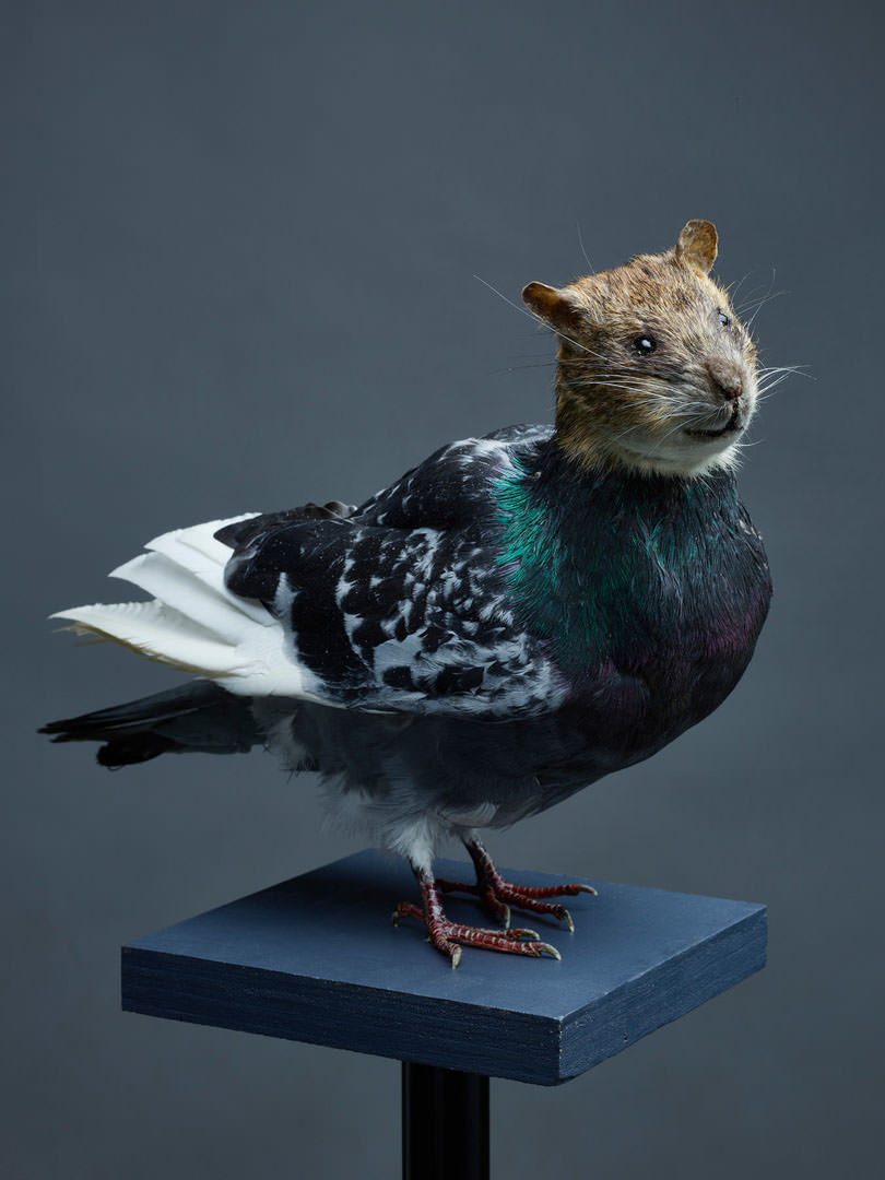 SZALAI Dániel: Untitled (Rat with wings) (from the project Stadtluft) / Cím nélkül (Szárnyas patkány) (A Stadtluft projektből) 2019